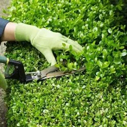 Trimming